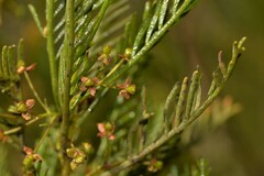 Dodonaea inaequifolia