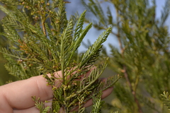 Dodonaea inaequifolia