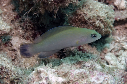 Wilson's dottyback (Pseudochromis wilsoni) — Pseudochromidae