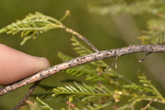 Dodonaea inaequifolia