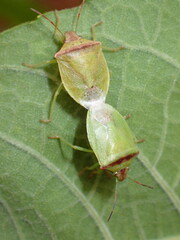 Thyanta calceata