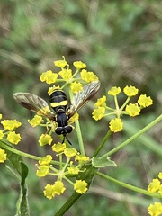 Chrysotoxum bicinctum
