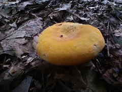 Russula ochroleucoides