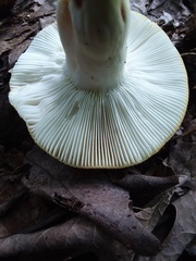 Russula ochroleucoides