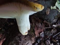 Russula ochroleucoides