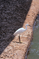 Egretta garzetta