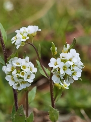Draba subamplexicaulis