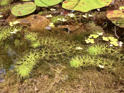 Waterwheel plant