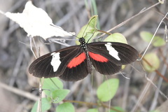 Heliconius himera