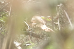 Synallaxis hypochondriaca