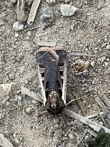 Western Bean Cutworm Moth photo 5
