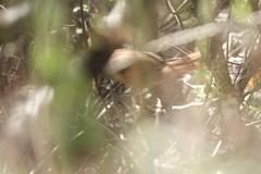 Synallaxis hypochondriaca