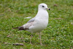 Larus delawarensis