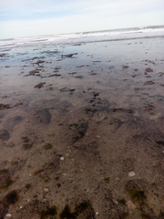 Brachidontes rodriguezii