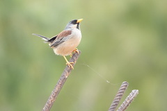 Incaspiza laeta