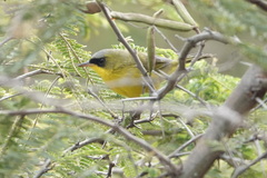 Geothlypis auricularis