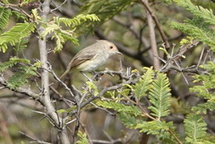 Euscarthmus fulviceps