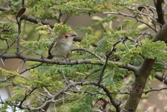 Euscarthmus fulviceps