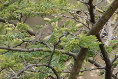 Euscarthmus fulviceps