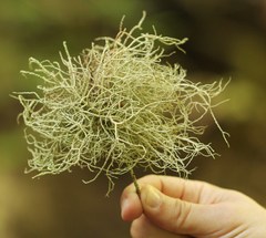 Usnea ceratina
