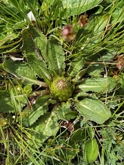 Saussurea katochaete