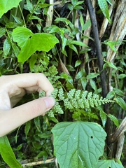 Athyrium anisopterum