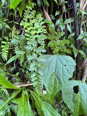 Athyrium anisopterum