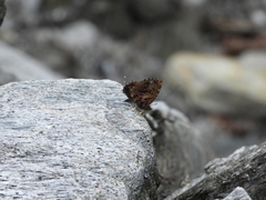 Catapaecilma major