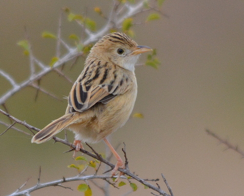 Zitting Cisticola