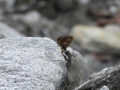 Catapaecilma major