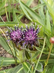 Saussurea superba