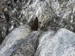 Catapaecilma major