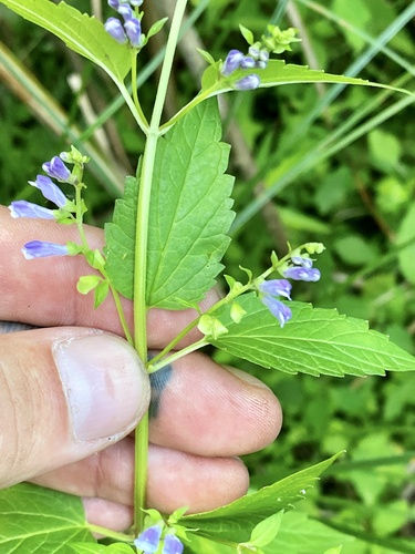 Blue skullcap (Scutellaria lateriflora)