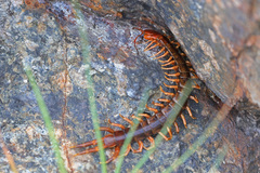 Scolopendra multidens