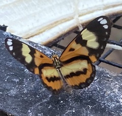 Placidina euryanassa