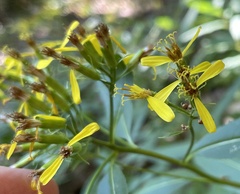 Senecio ovatus alpestris