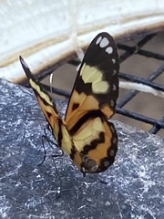 Placidina euryanassa