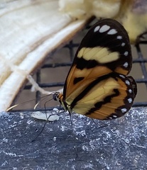 Placidina euryanassa