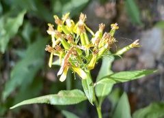 Senecio ovatus alpestris