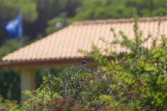 Saxicola rubicola
