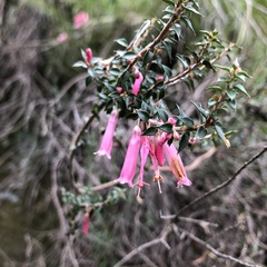 Epacris reclinata