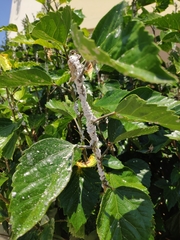 Maconellicoccus hirsutus