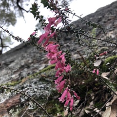 Epacris reclinata