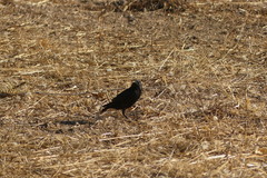 Sturnus unicolor