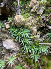 Dawsonia longiseta