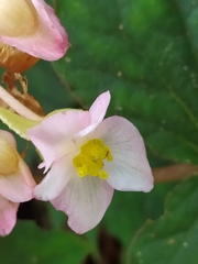 Begonia formosana