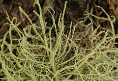 Usnea ceratina