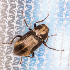 Helichus lithophilus