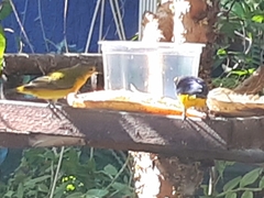 Euphonia chlorotica