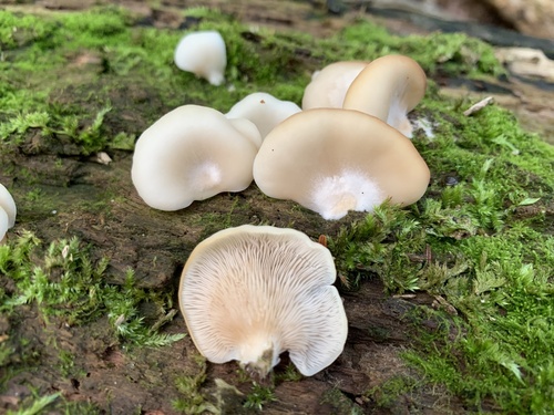 Crepidotus applanatus